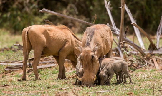 De Jong & Butynski - desert warthog - Samburu NR (19)