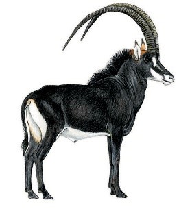 Adult male Roosevelt’s sable antelope Hippotragus niger roosevelti. Drawing by Jonathan Kingdon (Kingdon & Hoffmann, 2013).