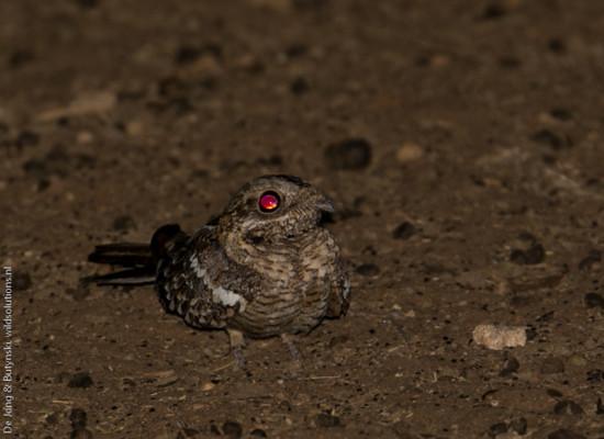 Slender-tailed nightjar (Caprimulgus clarus) at Lepile Dam, Lesirikan, Samburu County, Kenya.